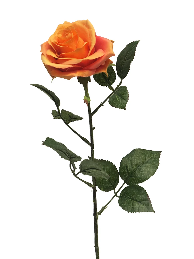 Rosa Dijon orange 64cm