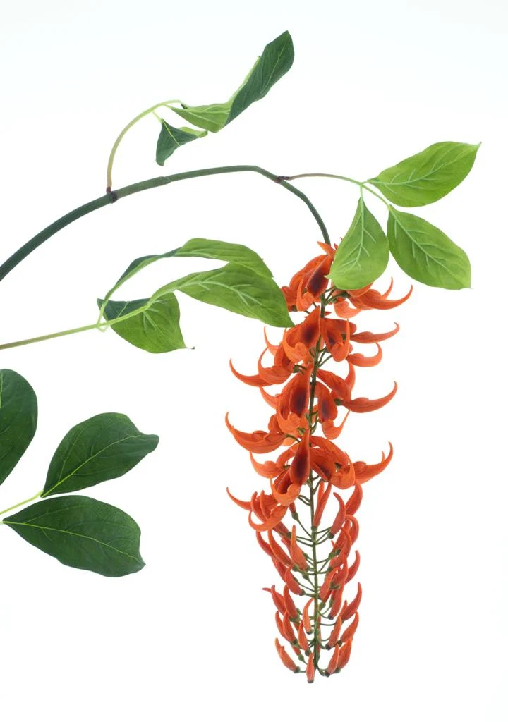 Wild wisteria garland orange 162cm