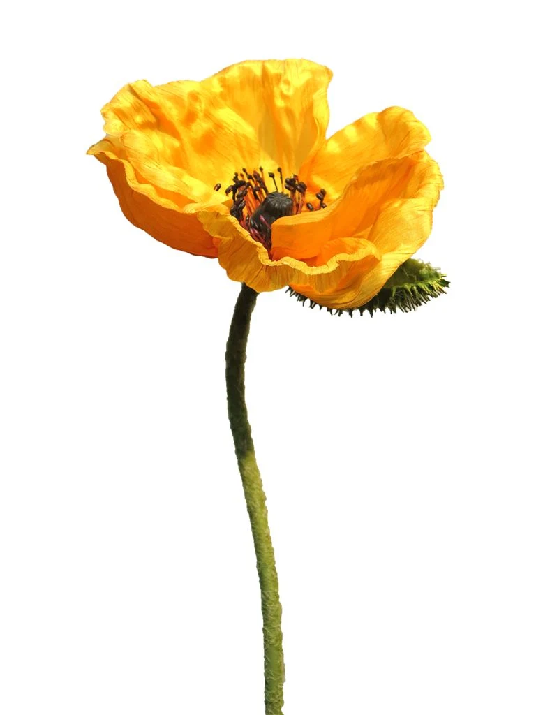 Papaver Nudicaule yellow open flower 70cm