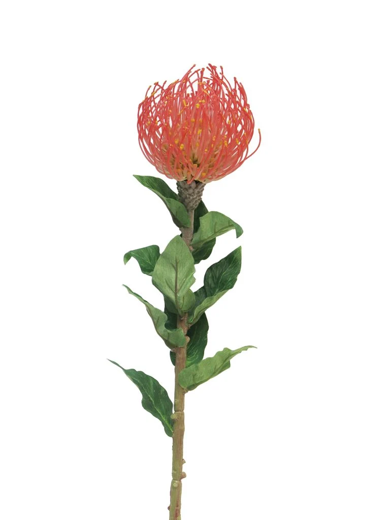 Nutans Segal red 74cm