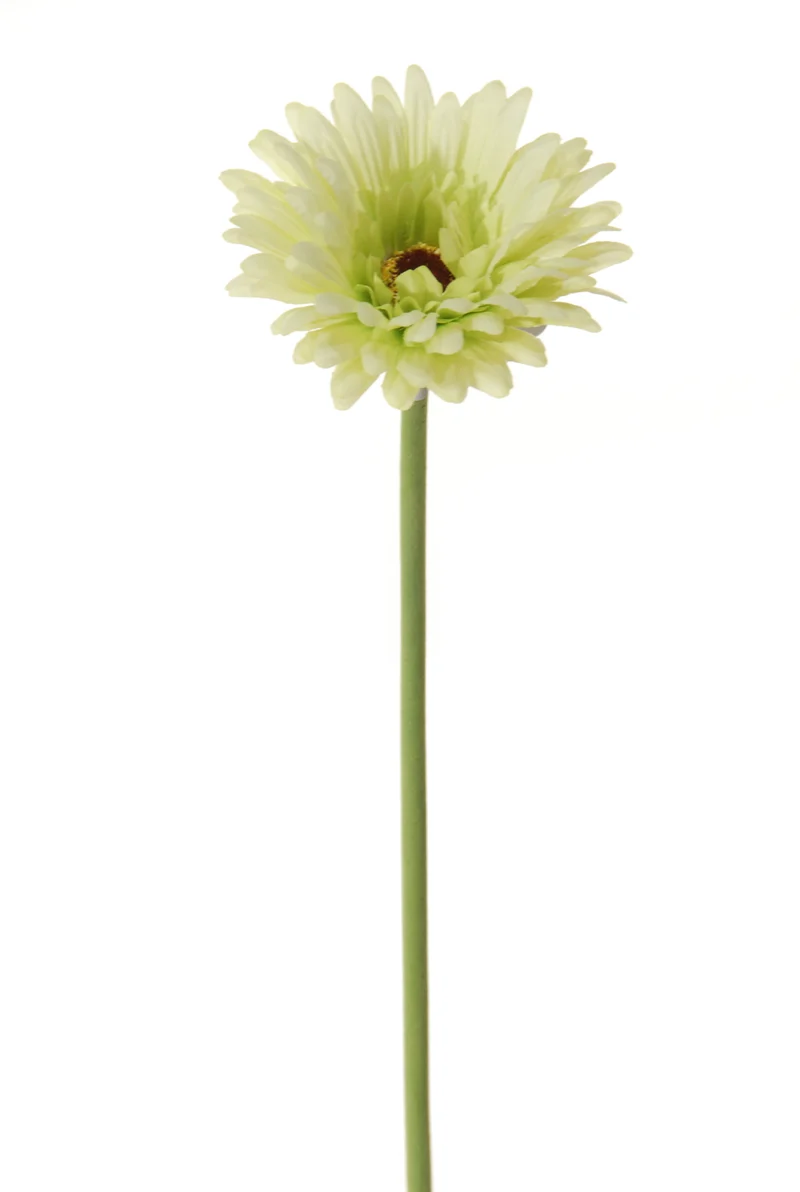 Gerbera l58cm groen
