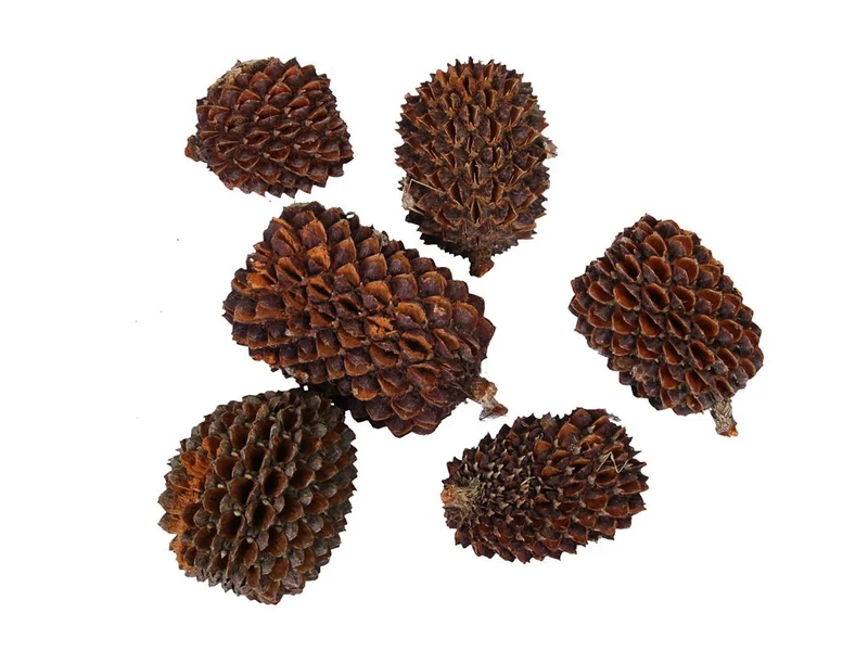 pb. big casurina 200 gram natural