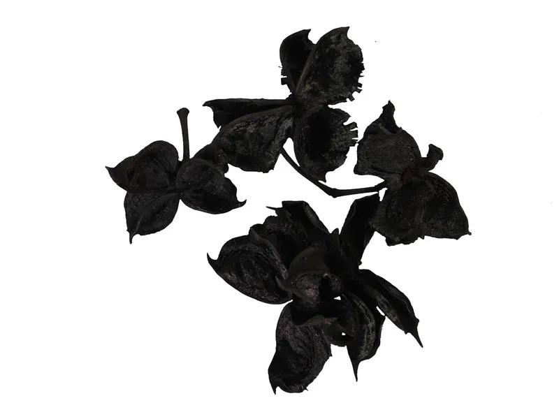 pb. cotton pod black 250 gr