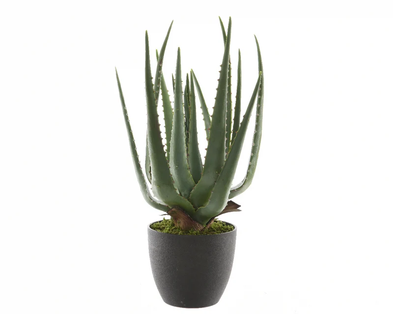 Aloe vera in pot plastic groen H67cm D40cm