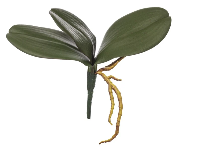 ORCHID LEAVES X 3LVS H 22 CM GREEN