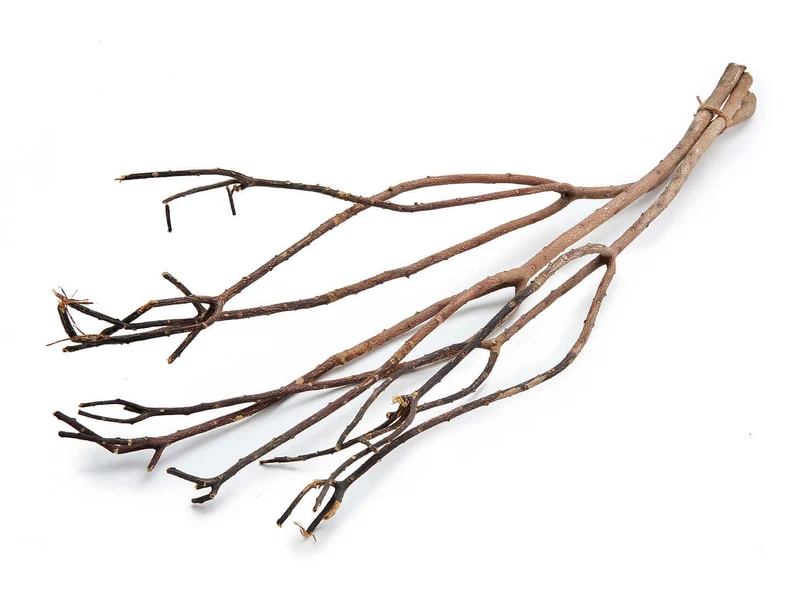 Dragon willow ±110cm natural 3pcs