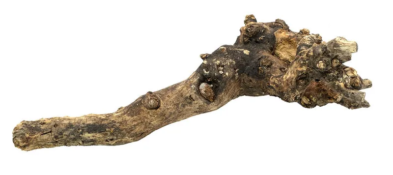 Houtstronk ca.50-60cm naturel