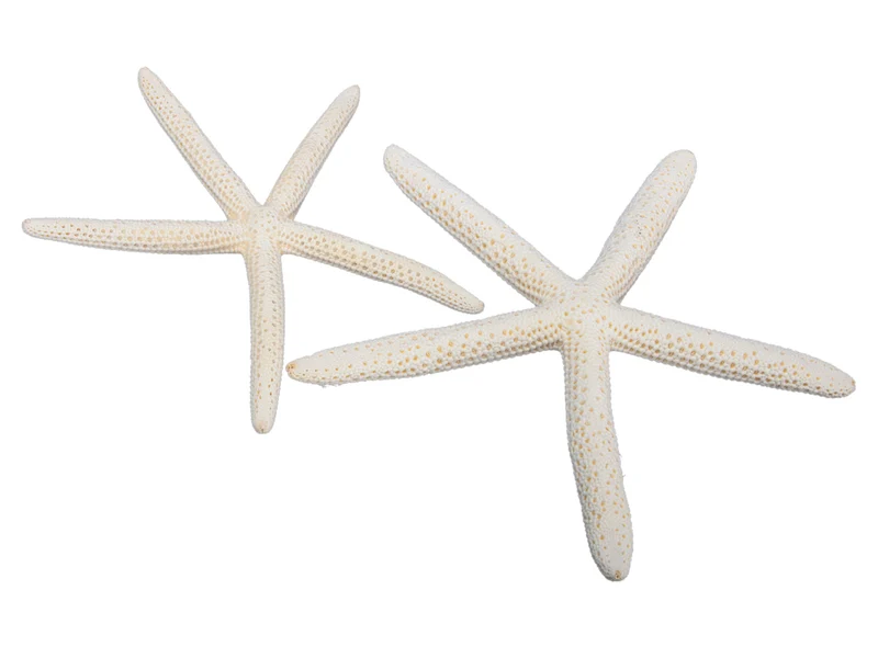 pb. 8 finger starfish natural 15-20 cm