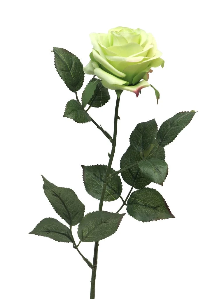 Rosa Dijon green 64cm