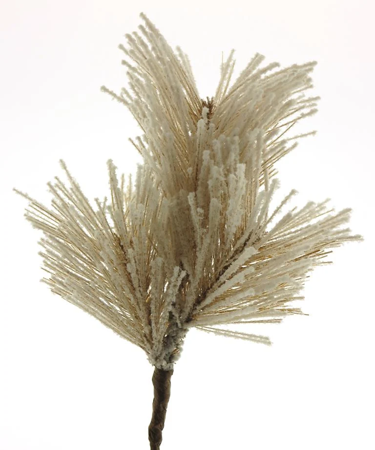 Pinus pine pick beau brown snowy 20cm