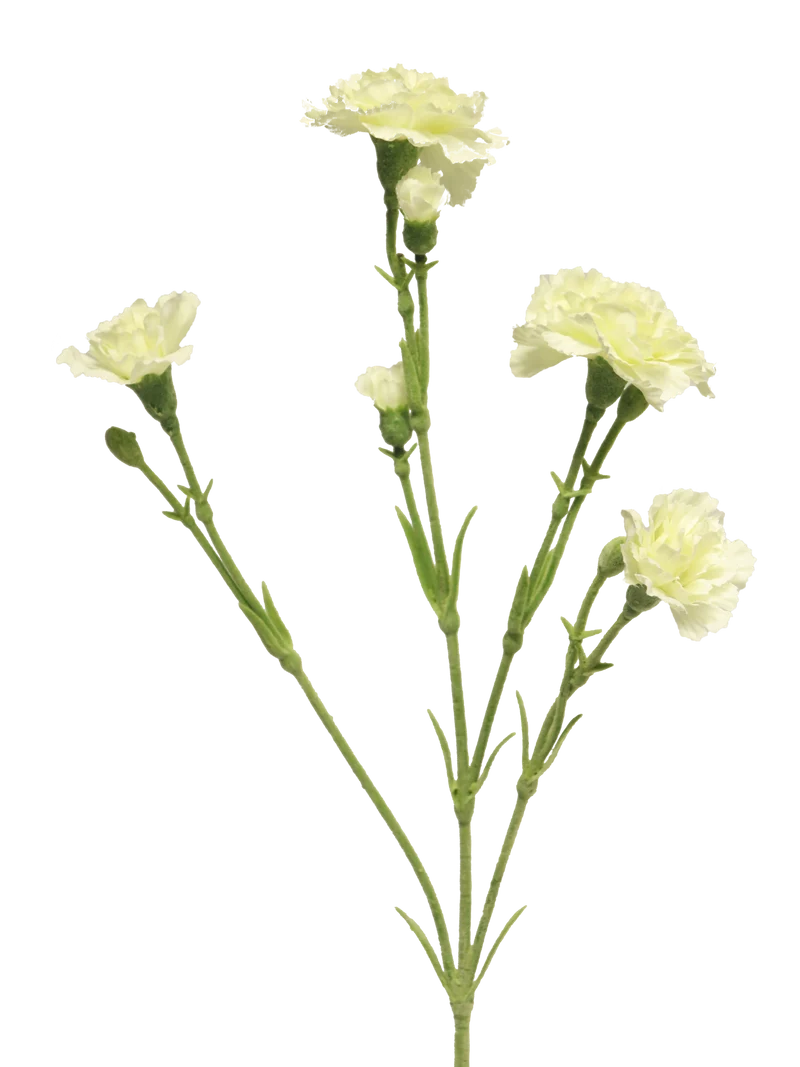 Dianthus Charly cream 62cm