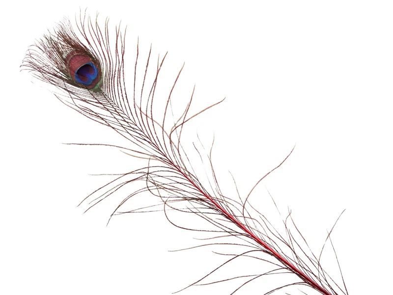 pb. 6 peacock feathers red 100cm