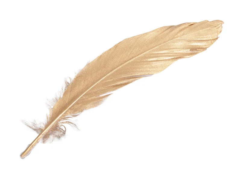 cb. 12 goose feathers gold 16-18cm