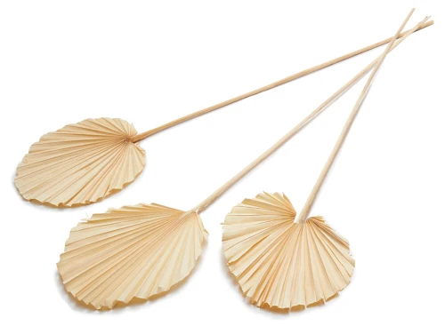 Palm spear round bleached 10pcs
