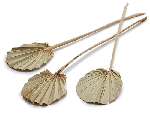 Palm spear round natural 10pcs