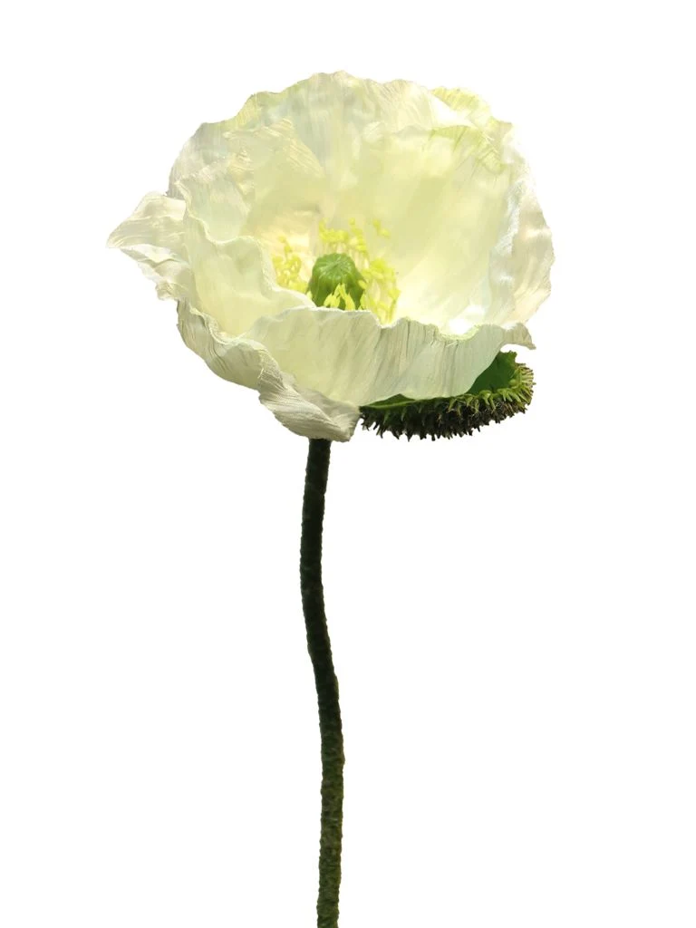Papaver Nudicaule cream open flower 70cm