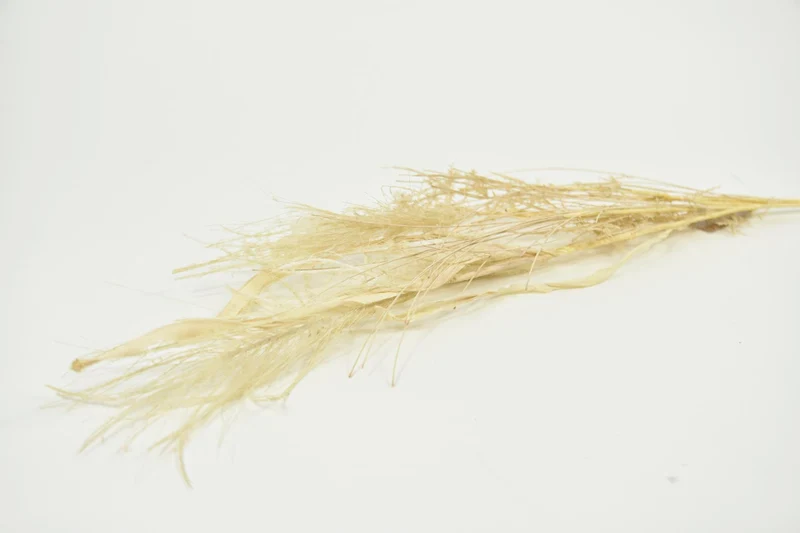 Stem Maiden Silvergrass 10x10x72cm Yellow
