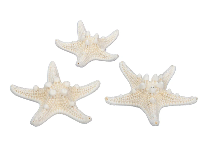 pb. 24 knobby starfish natural 5-7 cm