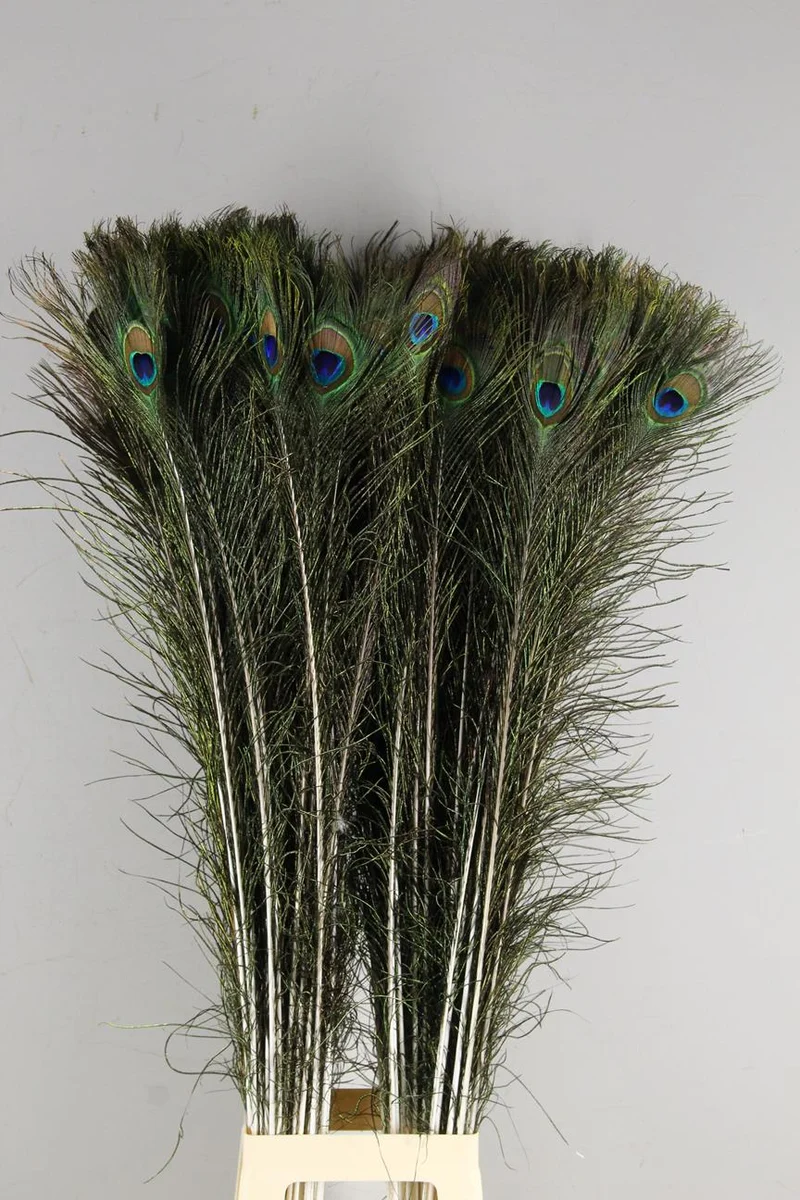 Pauwenveren ca. 100cm PER STUK