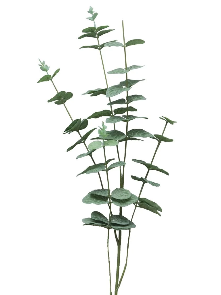 Eucalyptus Cinera lvs spray x5 90cm