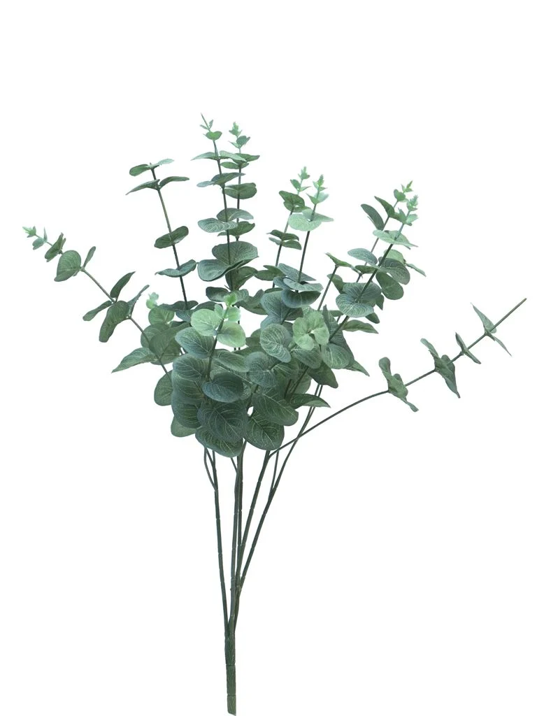 Eucalyptus Cinera lvs bush 5x3 60cm