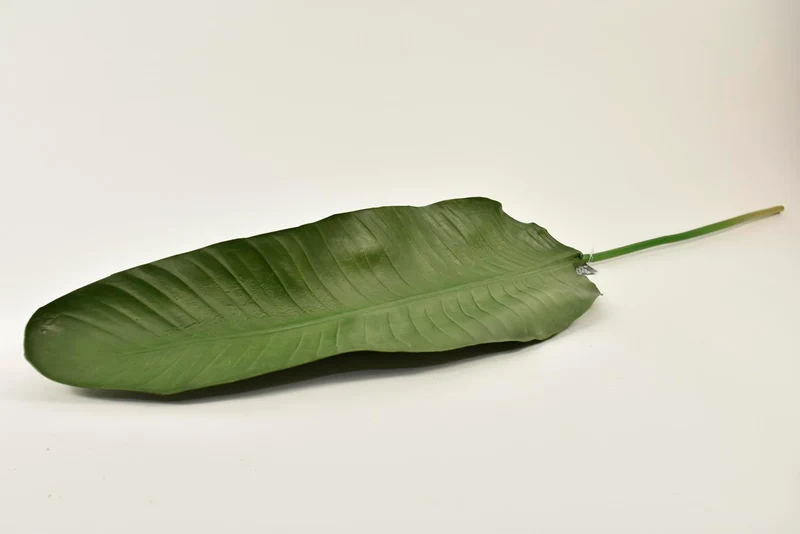 Bananen blad green 110cm