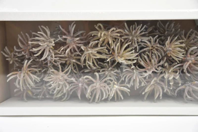 Spidergum Claw Loose White-wash (50pcs)
