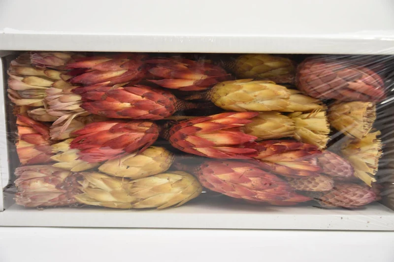 Protea Ass. Natural (50pcs)