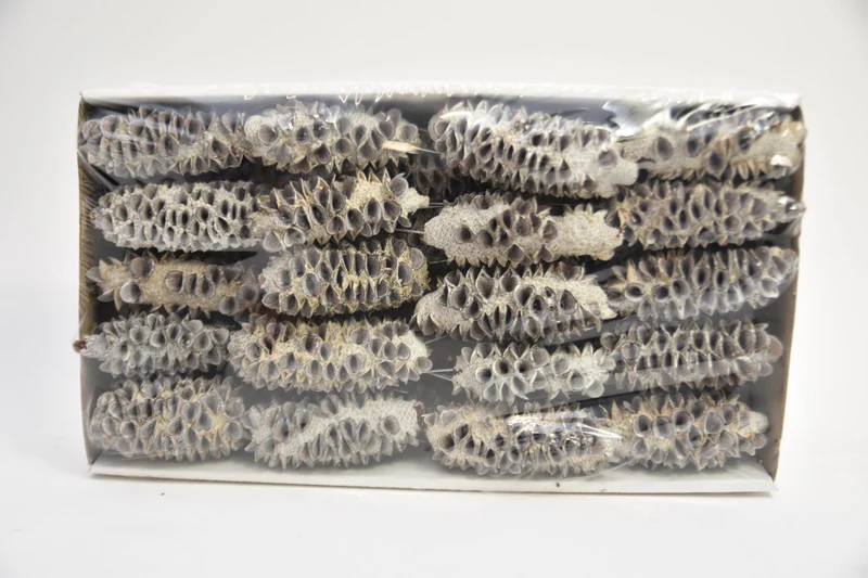 Mealy Pods 10cm steker white-wash 35st