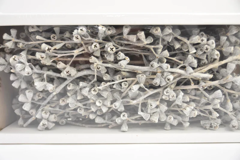 Conical Gum Branch White-wash (50 Pcs)