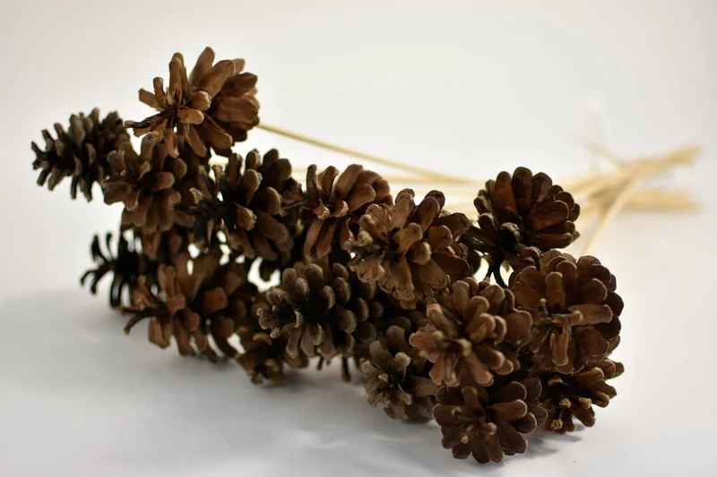 Pine cone o/s 50cm 10pcs bundle