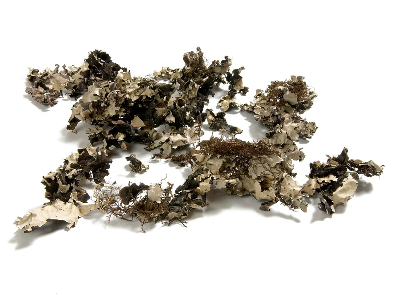 Korstmos 'Black moss' 250g naturel